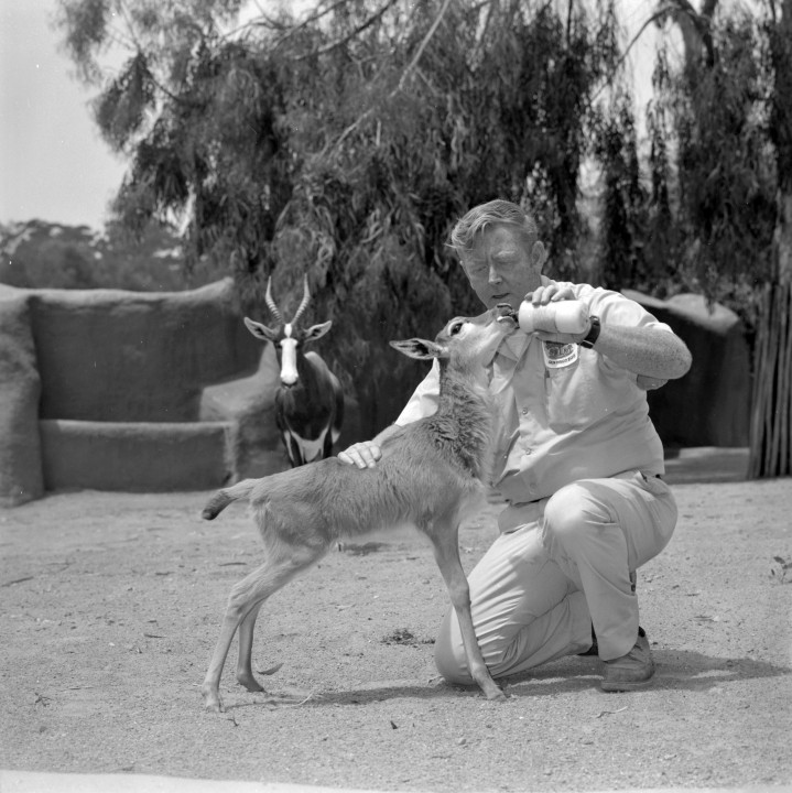 Keeper Dick Sweeney bottle feeds the first bontebok calf born at the Zoo. The first-time mother did not know how to nurse it, but she did not reject it, so the keepers tried coming into the exhibit to bottle feed it while she looked on. She accepted the situation, and it turned out well for everyone.