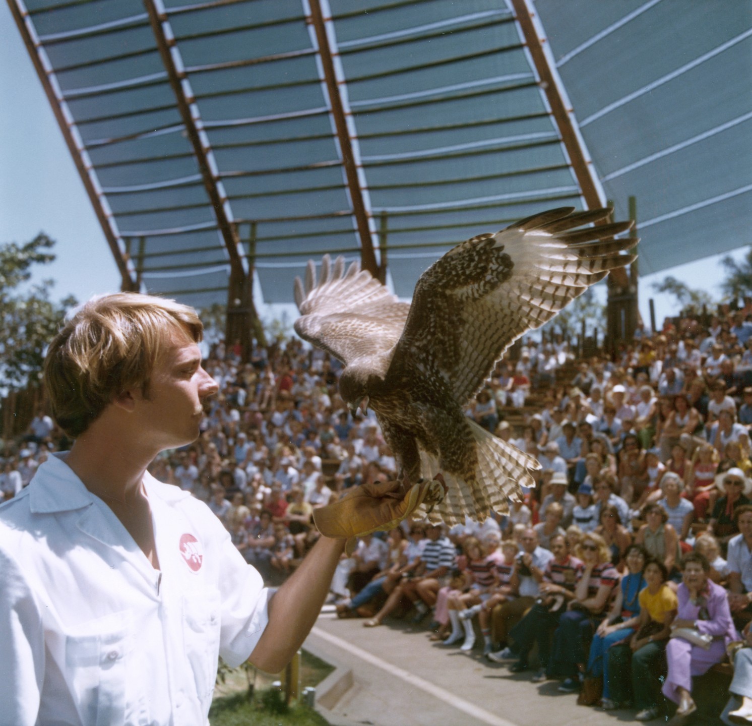 Ebony the red-tailed hawk spreads her wings for the audience, after coming in for a landing after being released from a balloon 500 feet above the Park.