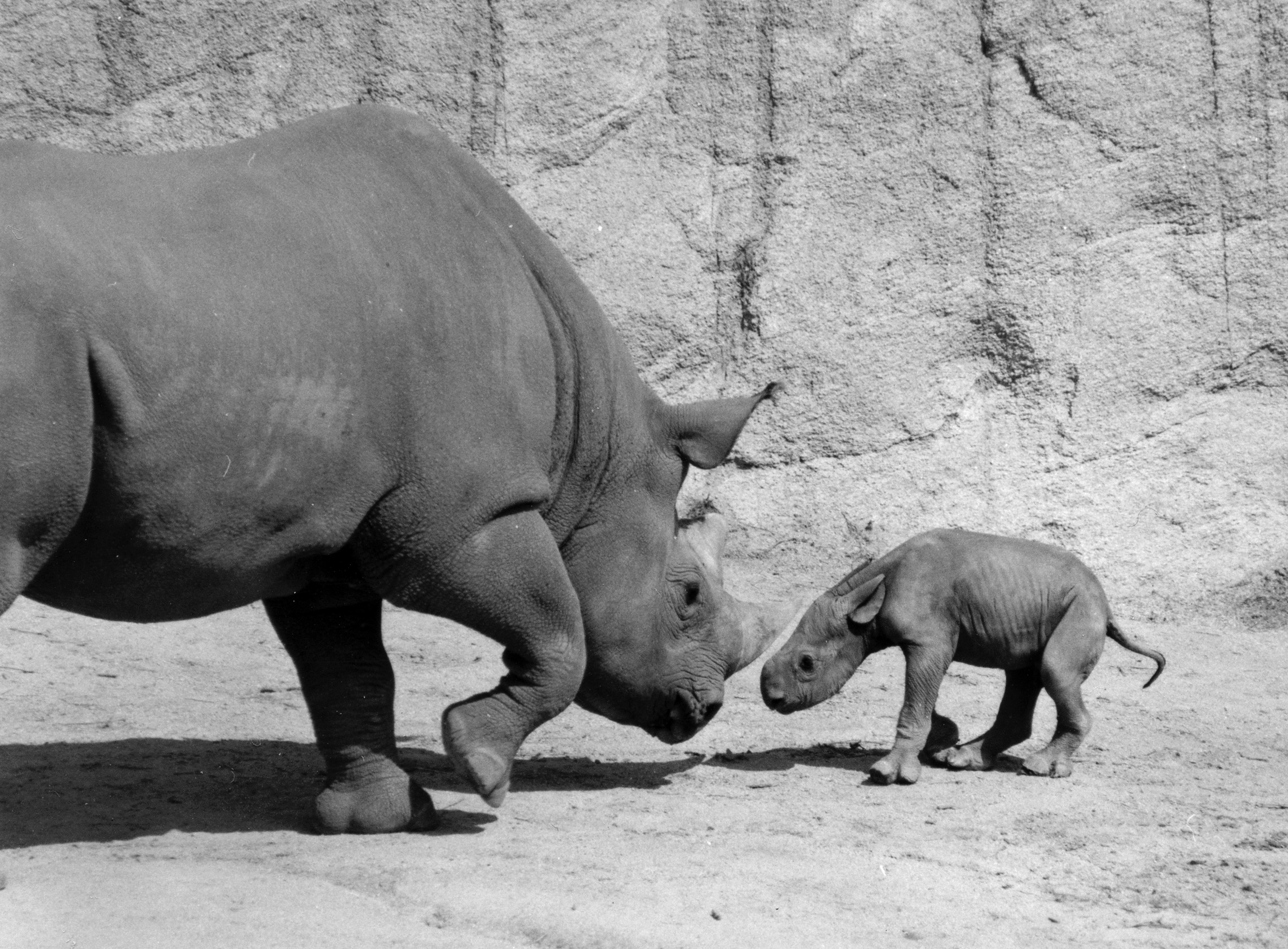 First Birth Of A Black Rhino 