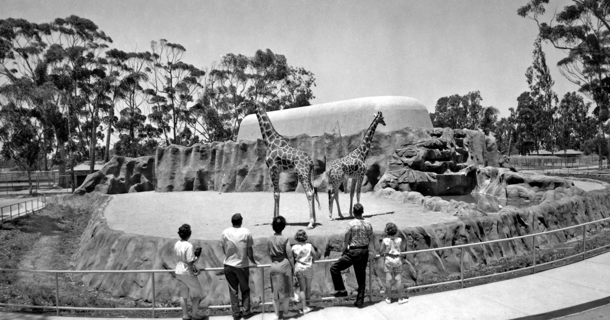 New Moated Giraffe Exhibit At The Zoo San Diego Zoo 100   8019 1200x630 