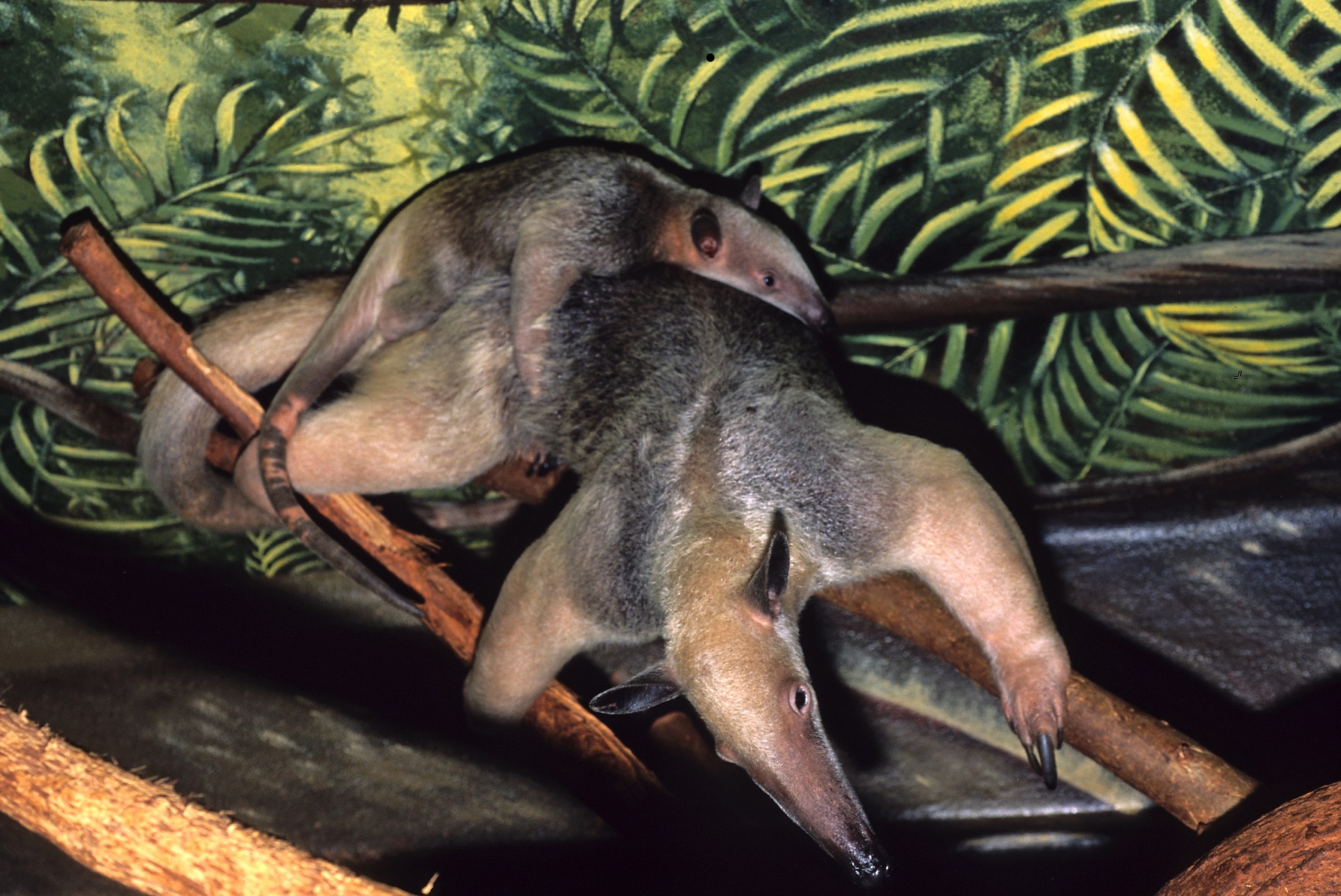 As anteaters do, the tamandua baby got around by hitching a ride on mom's back, using strong feet and a prehensile tail to hang on. 