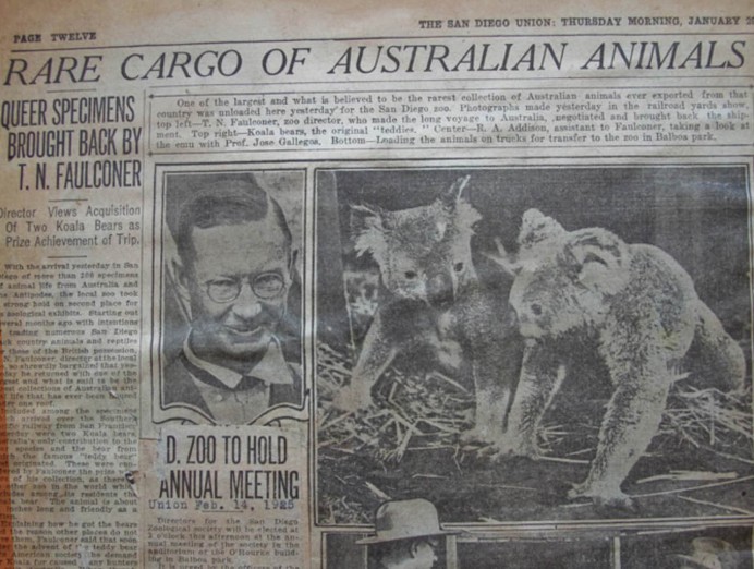 Koala newspaper article, 1925
Photo courtesy of San Diego Union Tribune