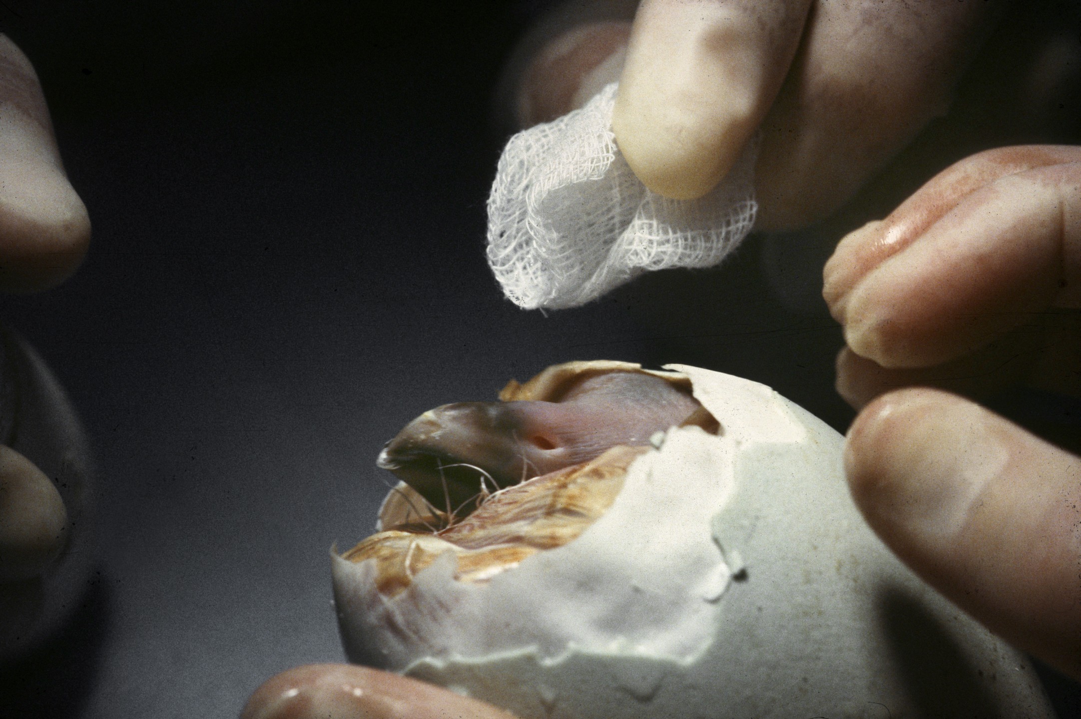 California condor Molloko hatches from egg in 1988