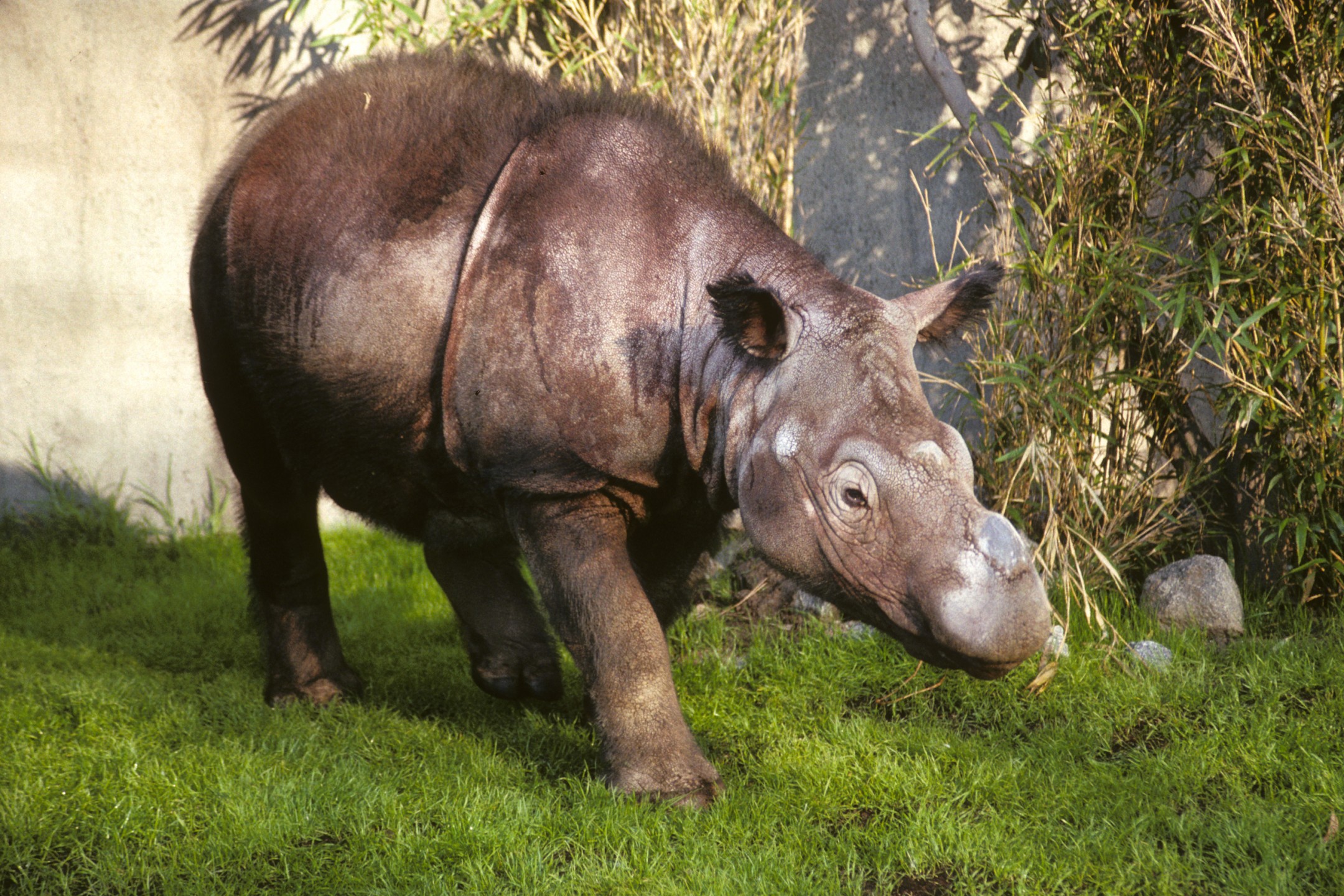 In November 1988, the San Diego Zoo received an unusual rhino species for the first time: the Sumatran rhinoceros. Smaller than other rhinos, reddish in color, and, surprisingly, sporting patches of long, fuzzy hair, this Indonesian species made a big impression. Named Barakas, after a region in Sumatra, this female rhino came to San Diego as part of a consortium that banded together to try to establish breeding pairs of the critically endangered species. Two pairs would remain in Indonesia, and one pair each would go to San Diego, Los Angeles, Cincinnati, and New York. Barakas made her debut at the San Diego Zoo in February 1989, wallowing in her pool and munching on up to 16 pounds of carefully selected browse each day. She would be joined by a male, Ipuh, in 1991.