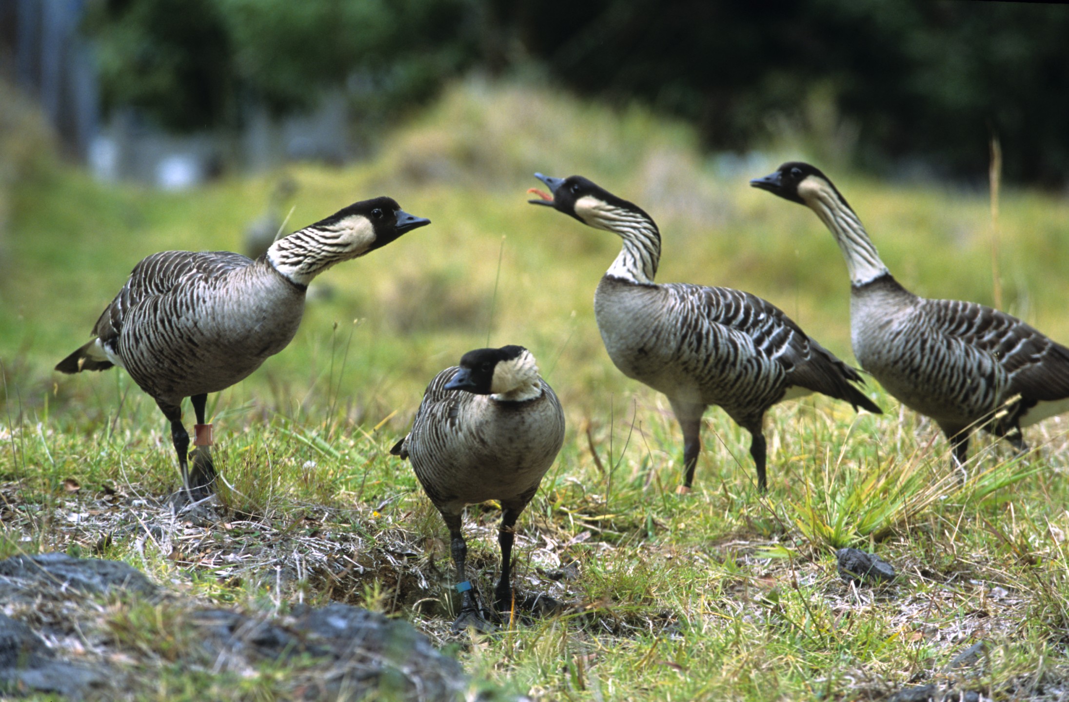 The nene goose is Hawaii's state bird, and the recovery program for this charismatic species became one of the Keauhou Bird Conservation Center's success stories. By 2000, the population had increased significantly, and the birds had been reintroduced to all the islands except Oahu and Lanai.