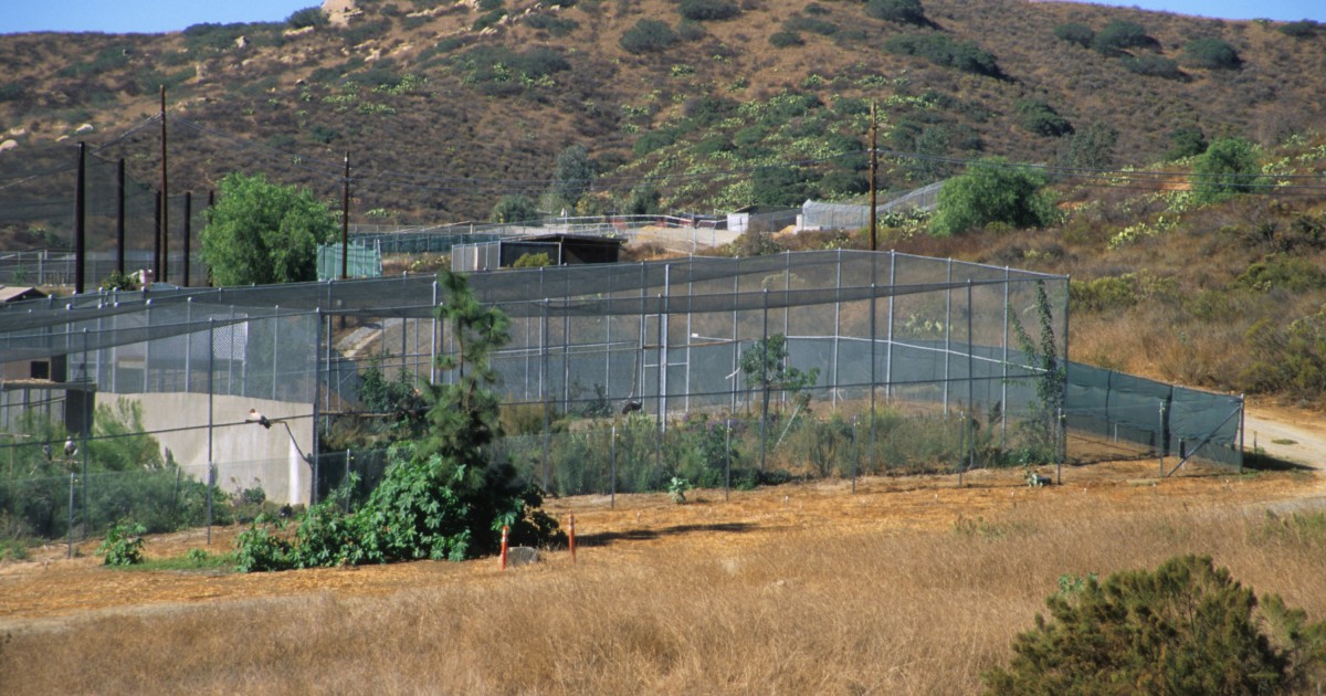 Wild Animal Park Bird Breeding Complex | San Diego Zoo 100