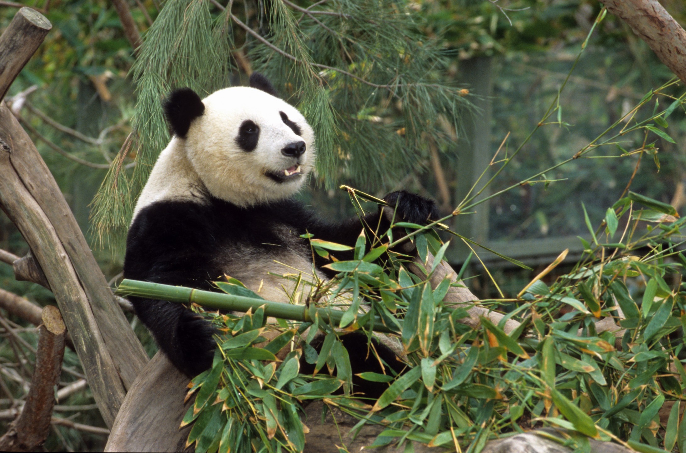 Hua Mei, giant panda