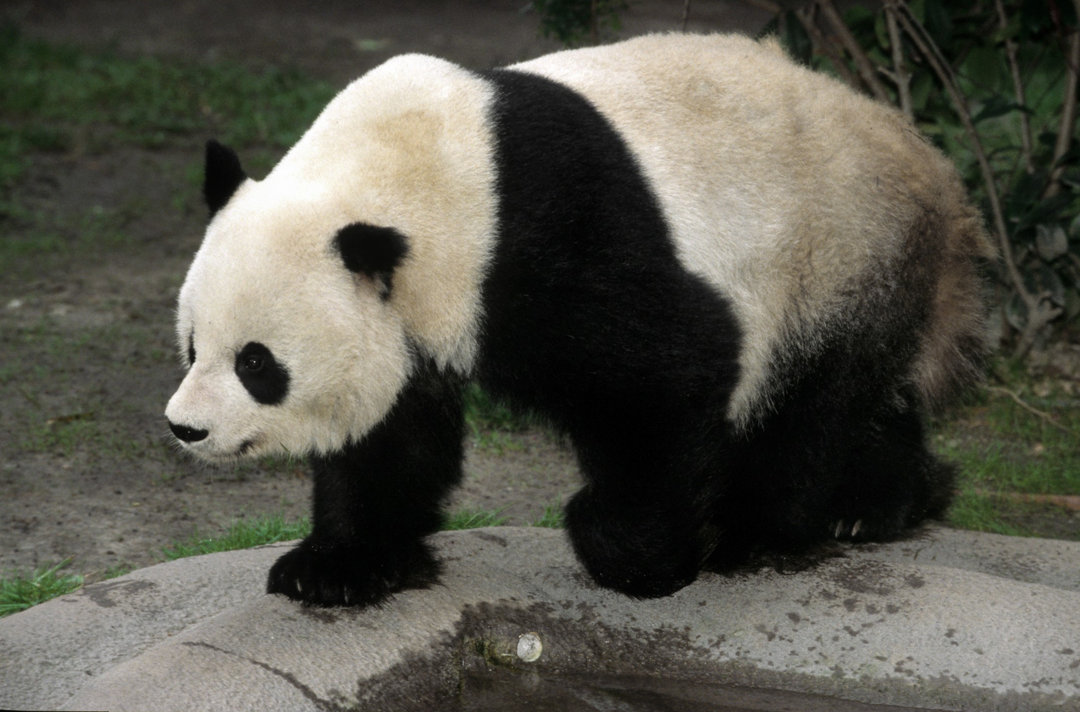 Gao Gao, giant panda