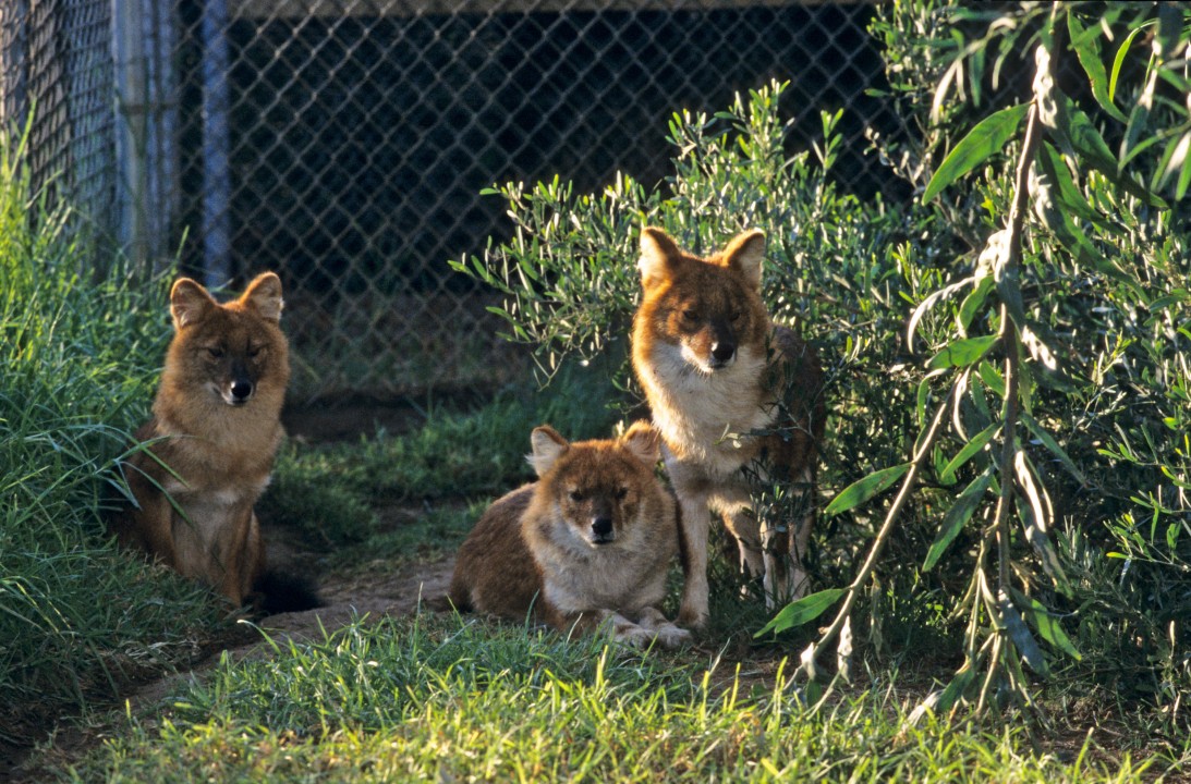 The three Chinese dholes that came to the Wild Animal Park in 2001 were among the very few in zoos anywhere. A critically endangered species that was difficult to care for and breed, these three, a male and two females, were part of the Species Survival Plan to try to increase the population and learn more about the behavior and needs of the species. At the Wild Animal Park, they had their own habitat in an off-exhibit area, where they could settle in quiet surroundings.