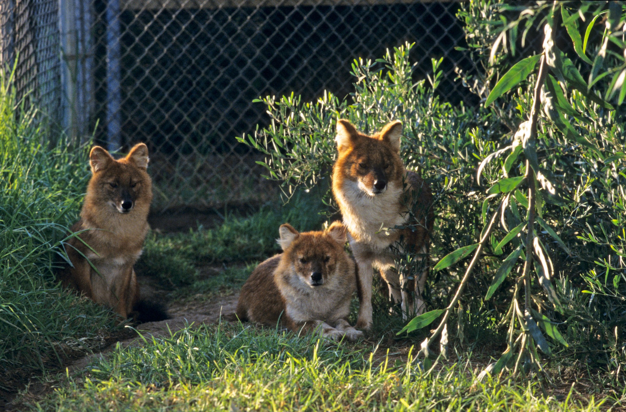 Chinese dholes