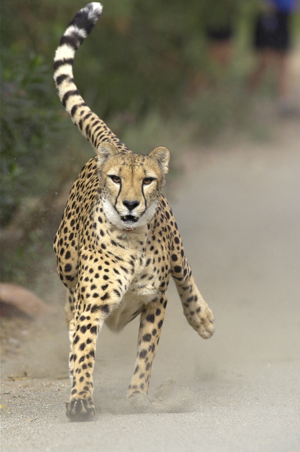 Cheetah Run Safari