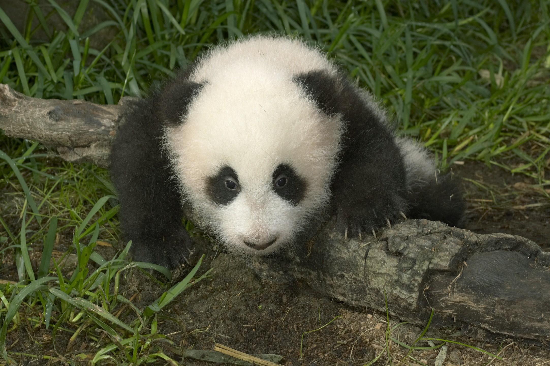 Su Lin, giant panda