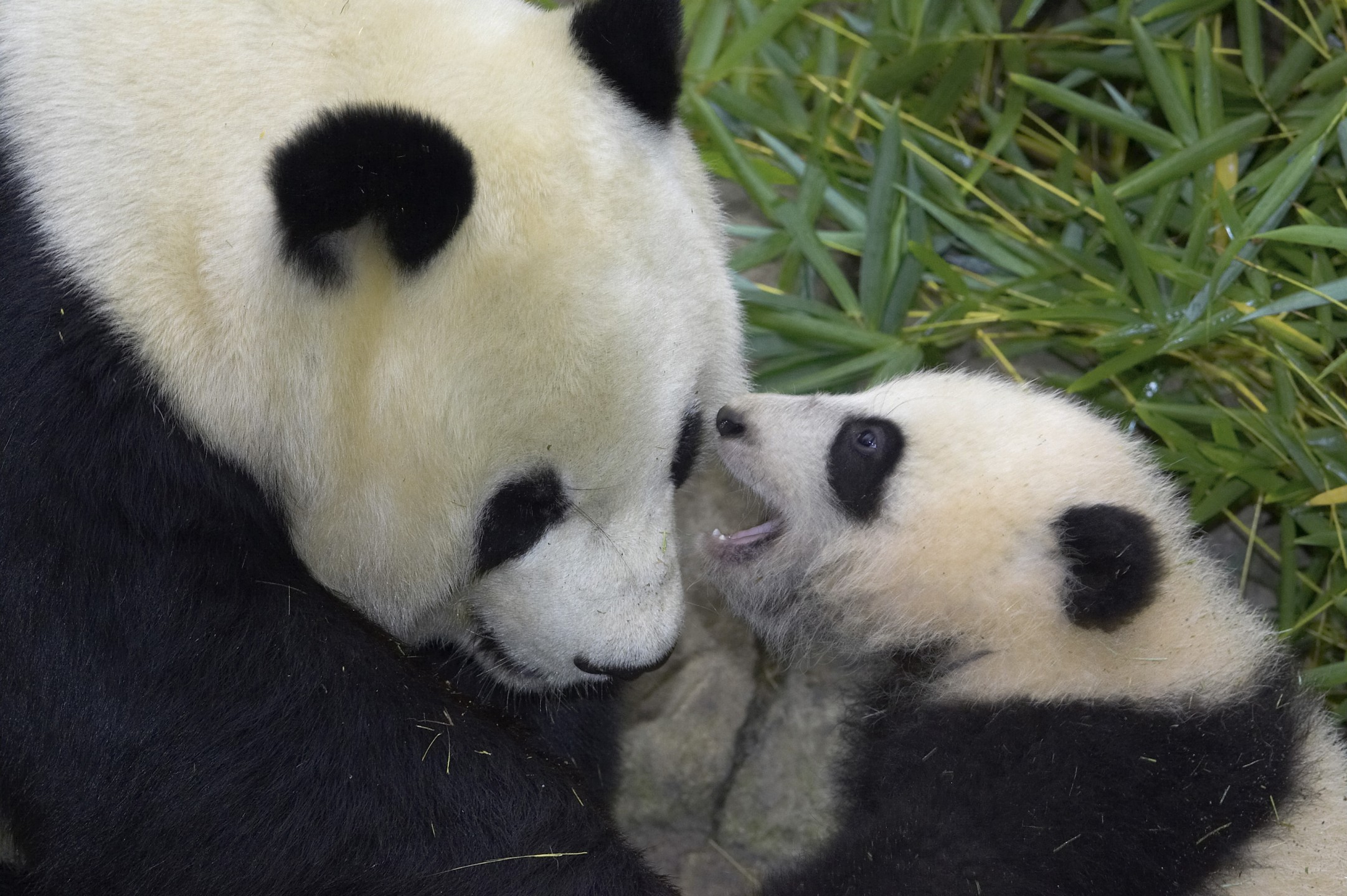 Bai Yun and Su Lin, giant pandas