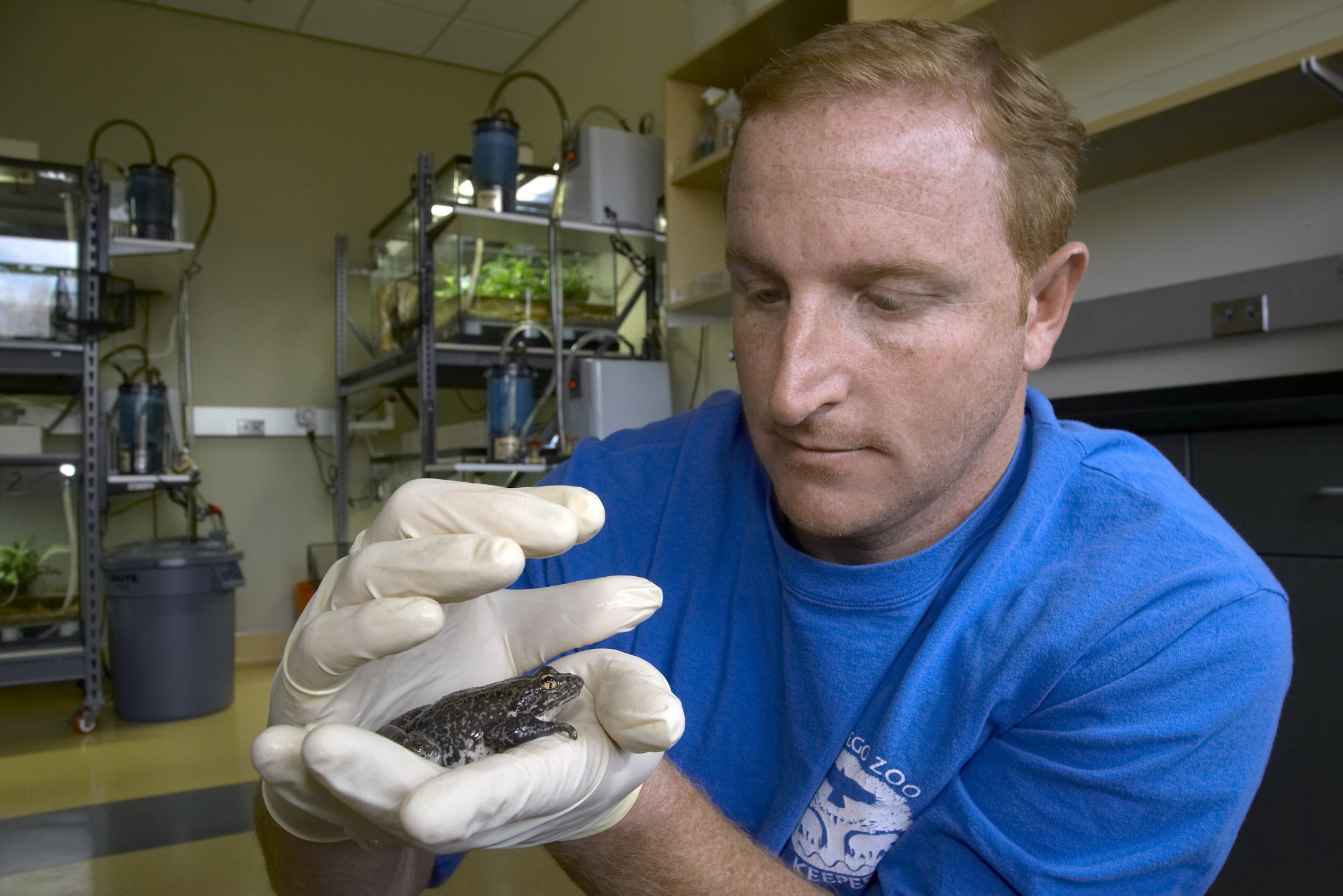 Jeffrey Lemm, senior research coordinator in the Behavioral Ecology division, holds one of the adult mountain yellow-legged frogs, a critically endangered species that was brought into the ZSSD program for breeding and conservation study.