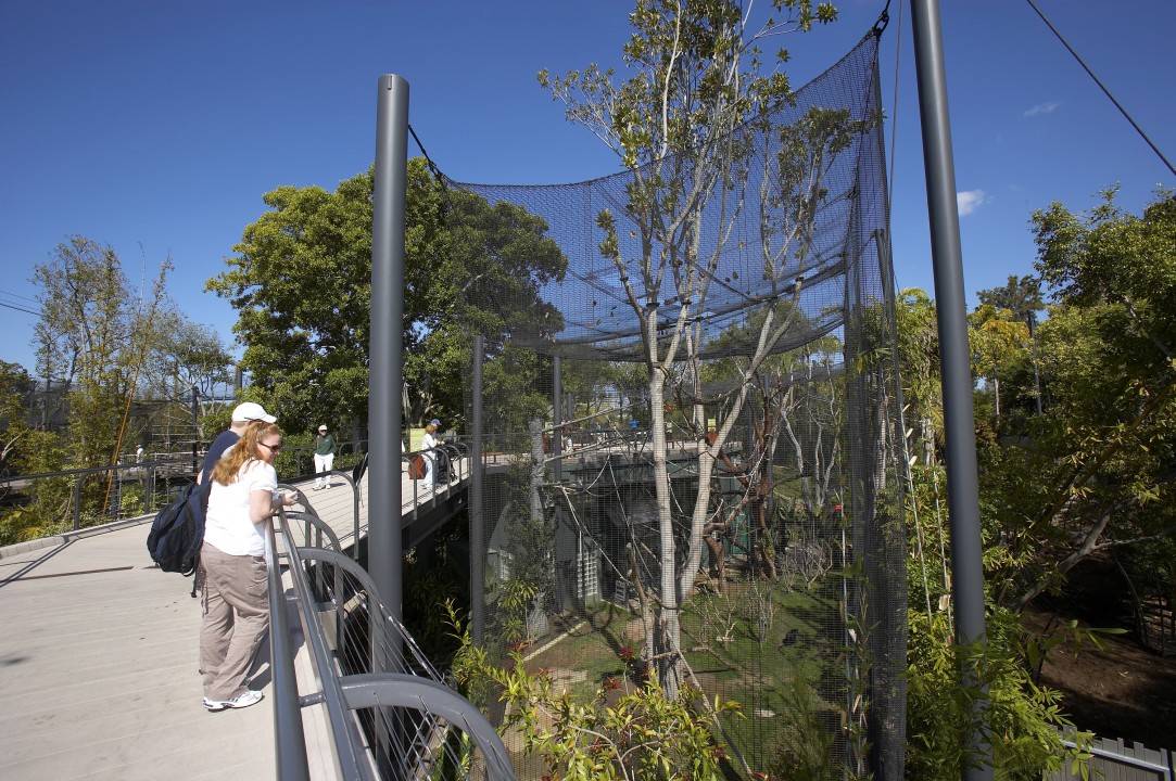 Visitors on the upper level can watch the antics of black mangabeys and spot-nosed guenons as they leap through the trees in their mixed-species exhibit.