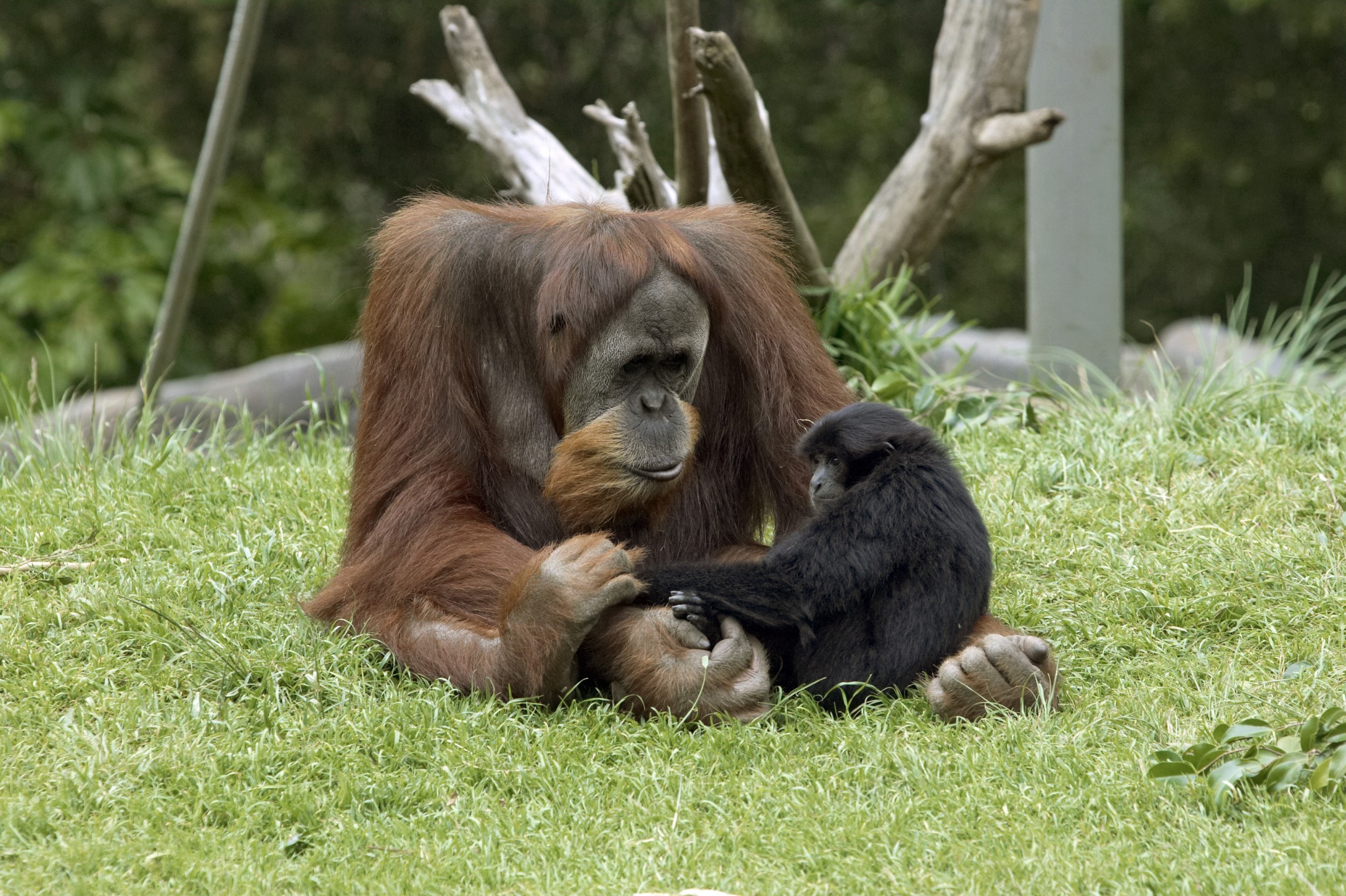 Satu, orangutan, and ??, siamang form a friendship