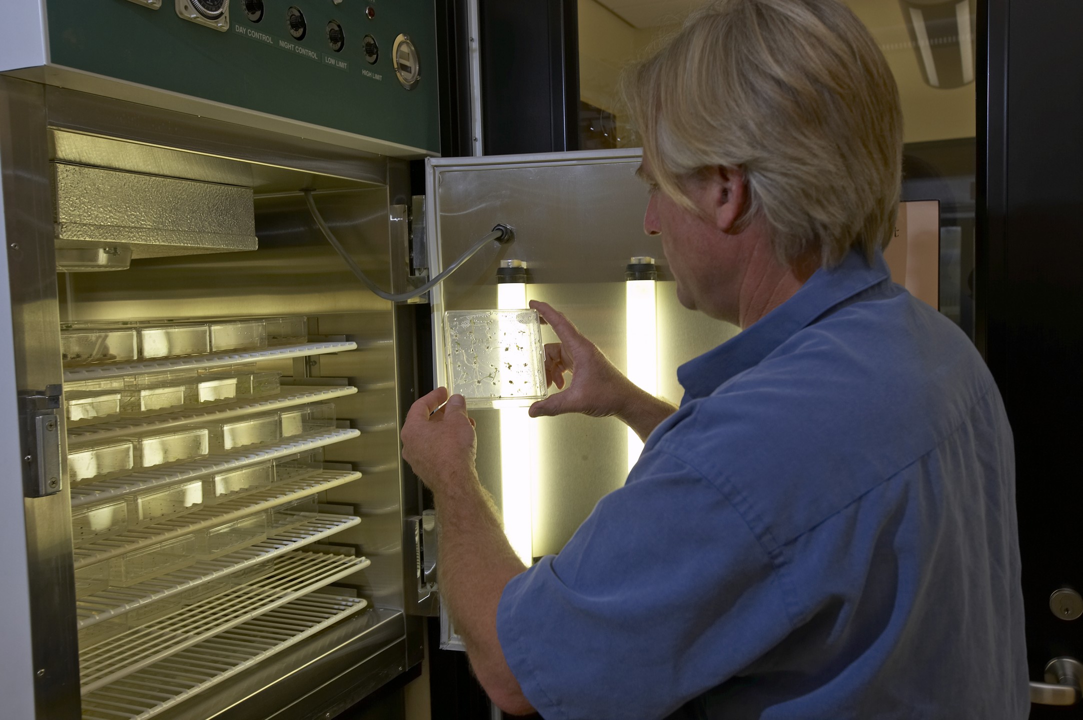 Seeds can be germinated in the Seed Bank's germination unit, which carefully controls light, humidity, and temperature. Jonathan Dunn, botanical conservation coordinator for the Seed Bank, shows a sample that is being tested for viability.