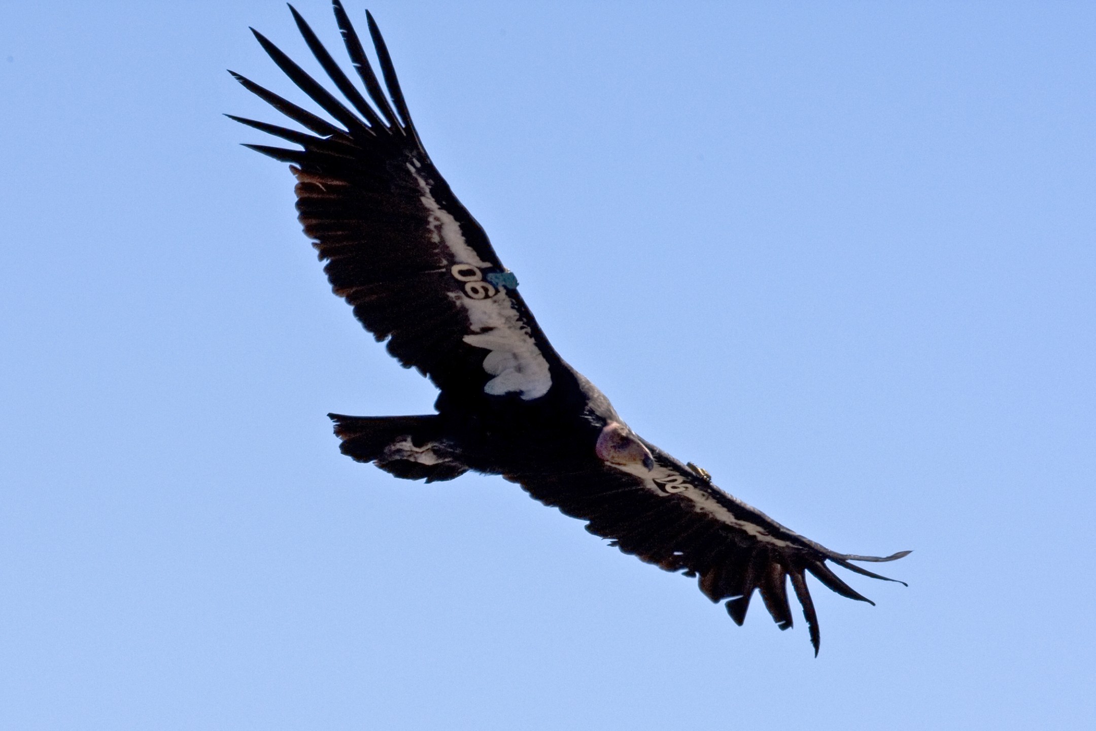 California condor flies in Baja California, Mexico