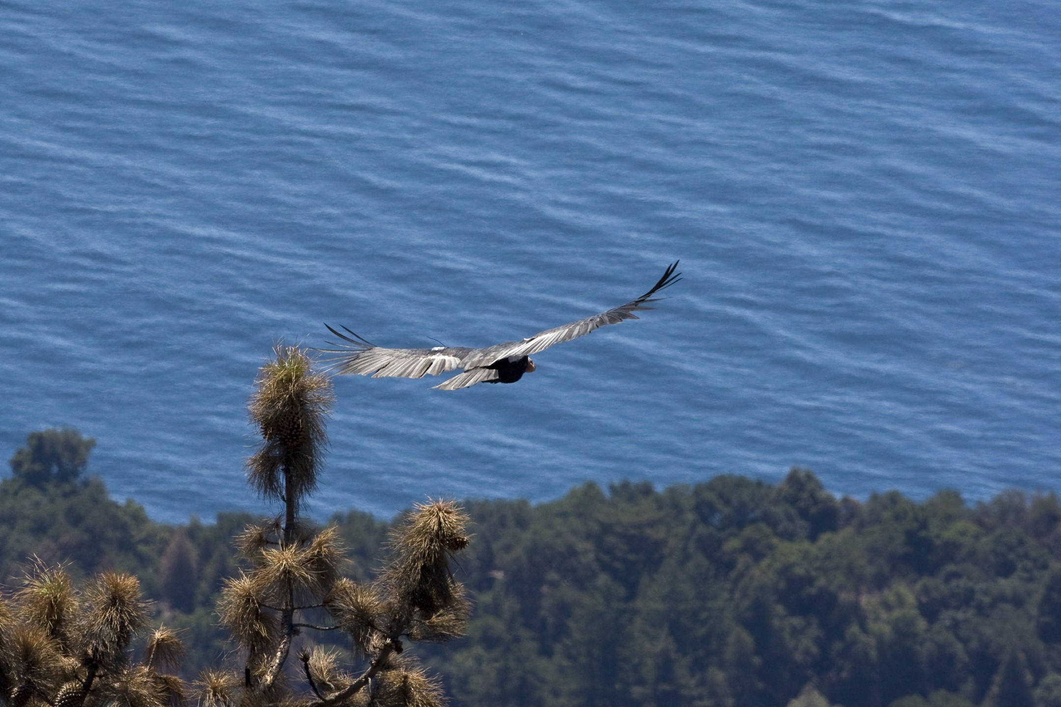 California condor flies in Baja California, Mexico