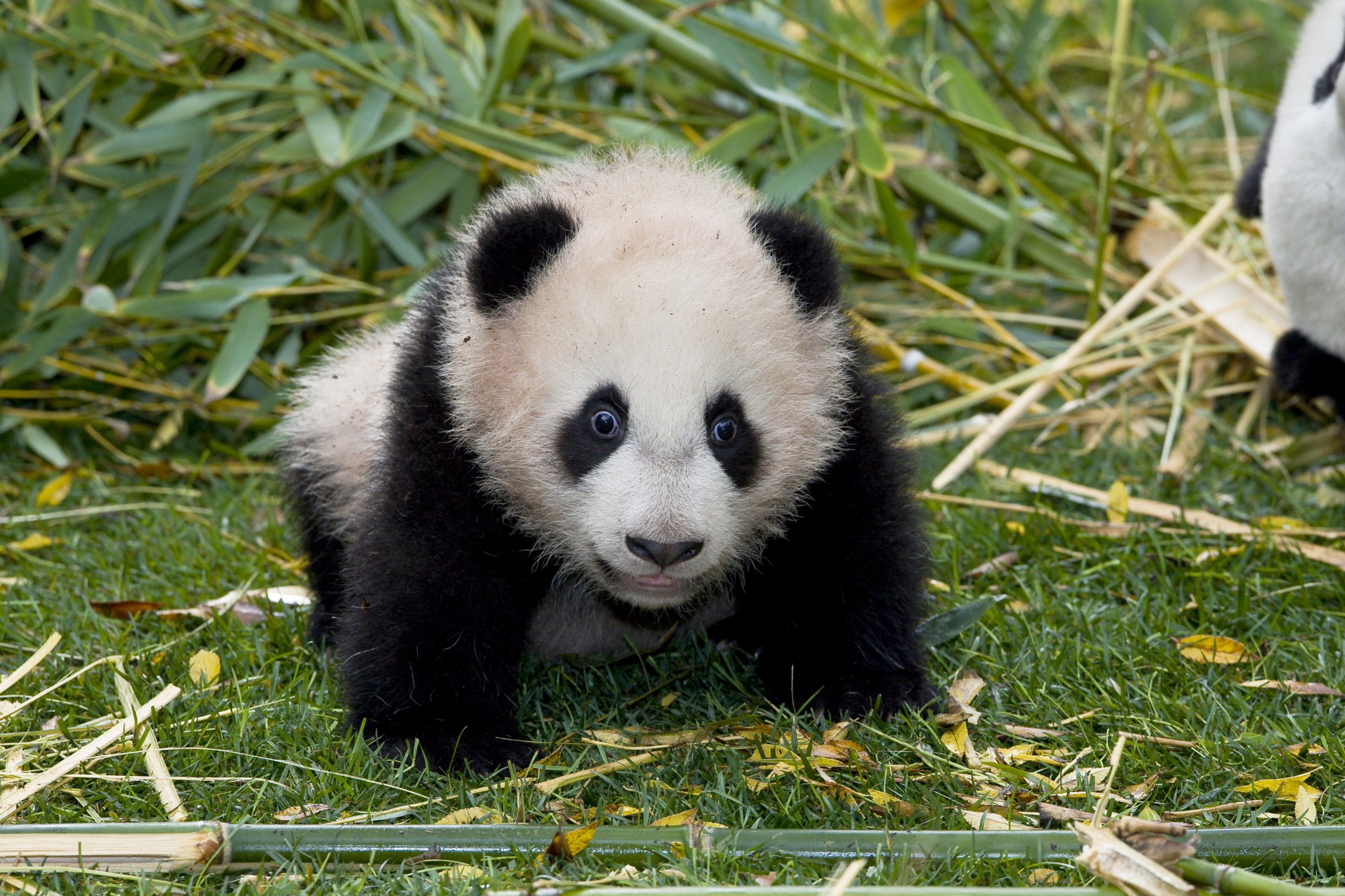 Yun Zi, giant panda