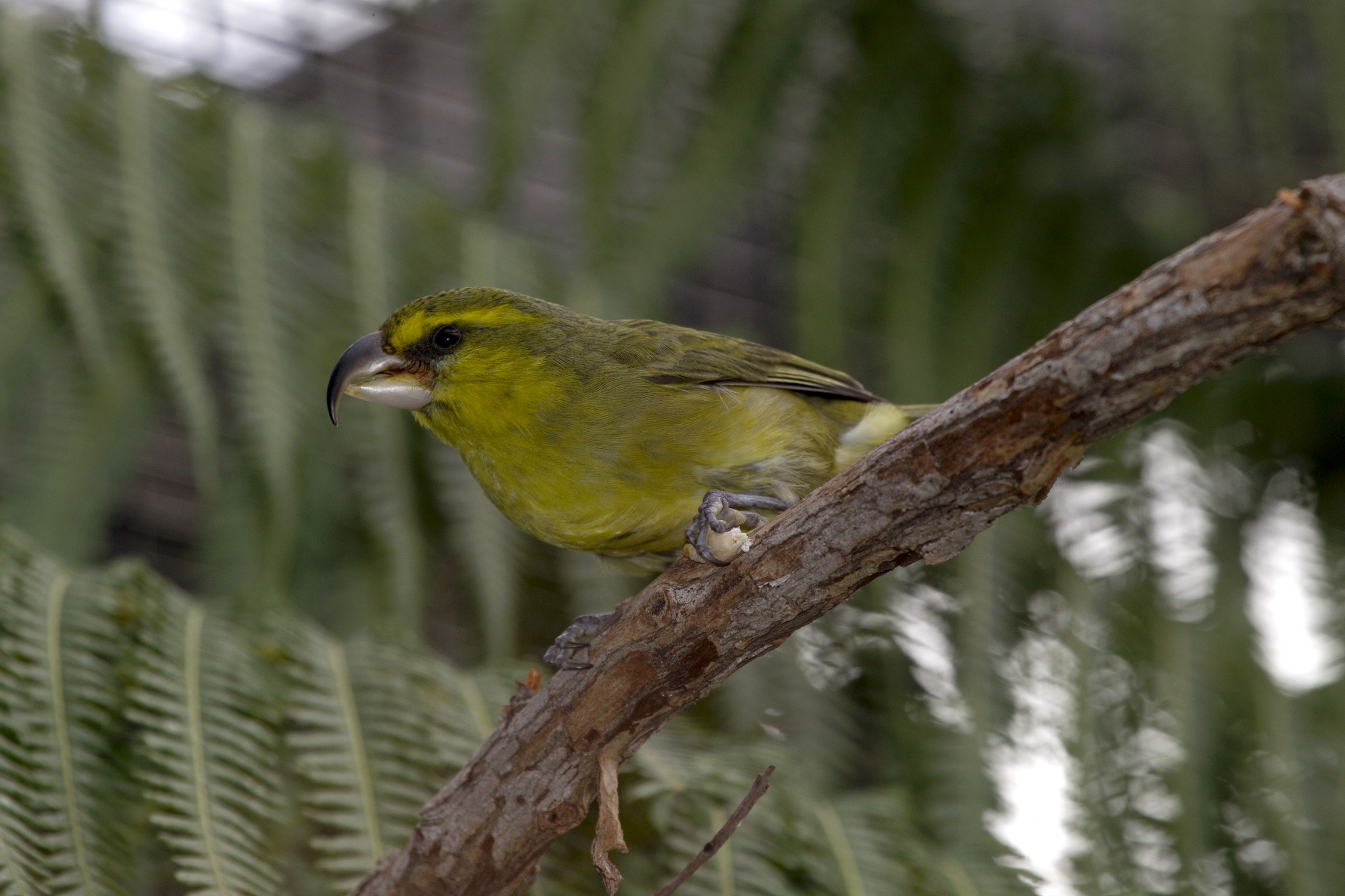 Maui parrotbill