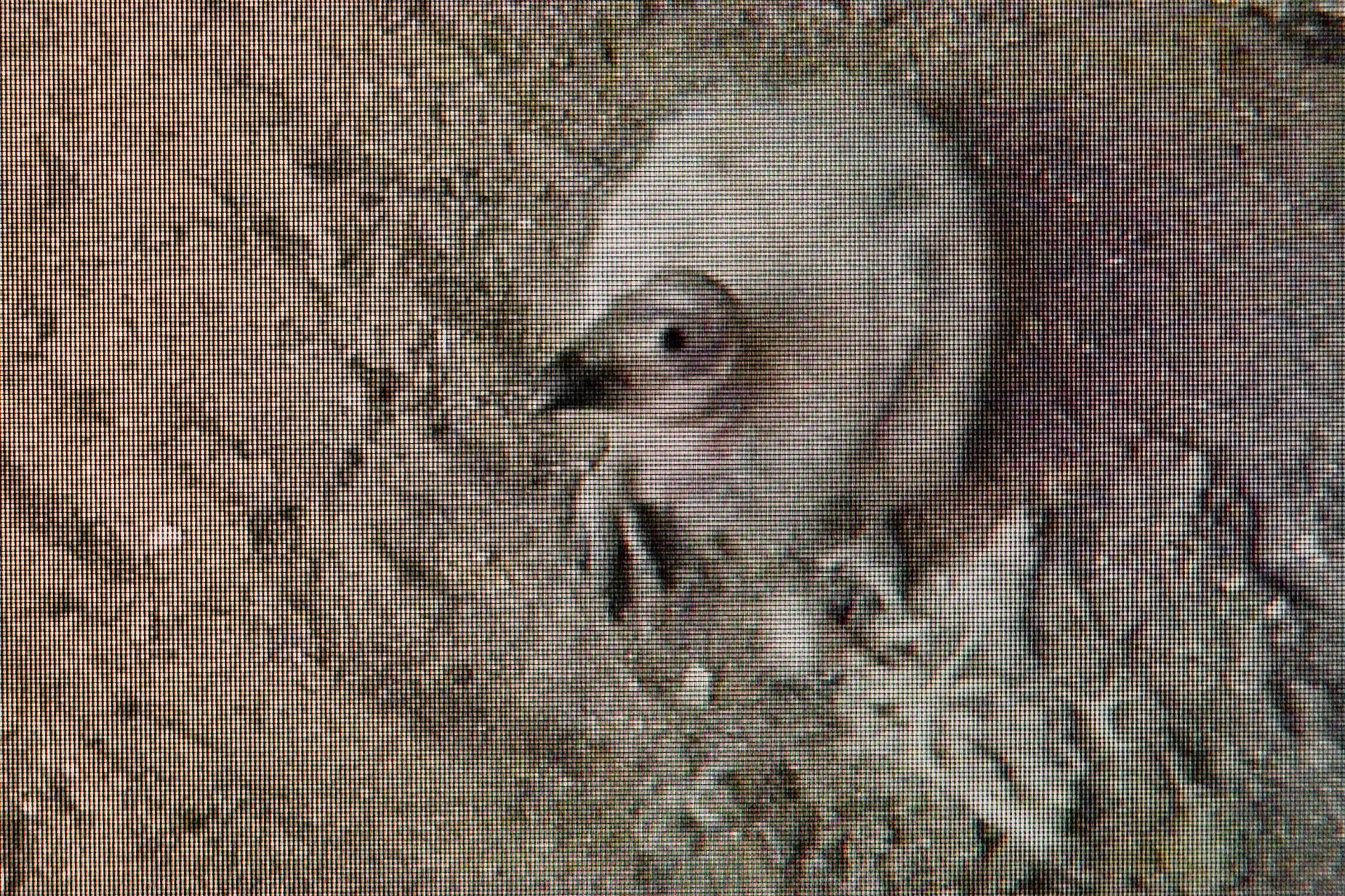 Who's watching whom? Saticoy was the first California condor chick to grow up 