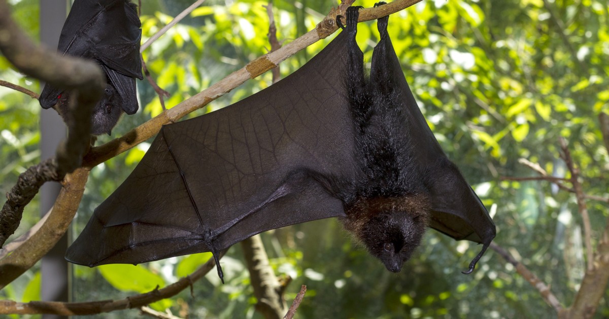 Rodrigues Fruit Bats 