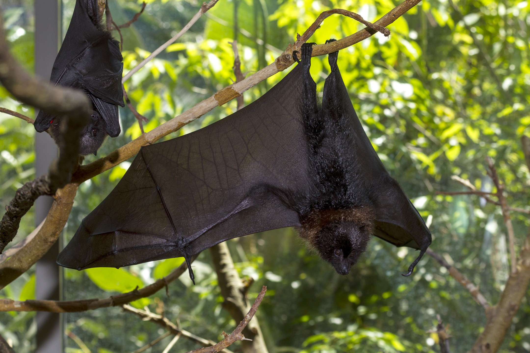 Rodrigues fruit bats
