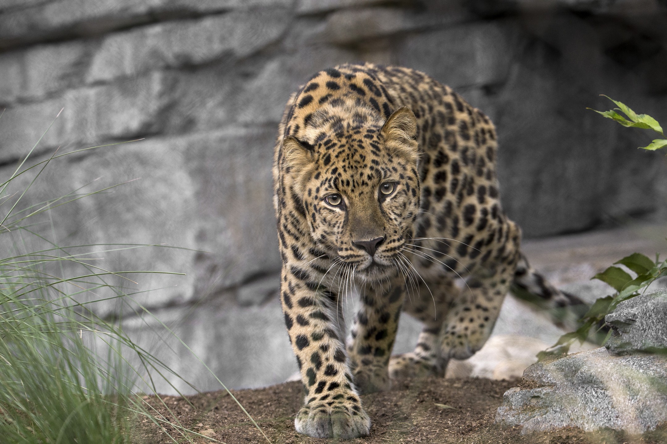 The Amur leopard is one of the most endangered cat species in the world, with less than 50 left in their native habitat and about 300 living in zoos, where a collaborative breeding and Species Survival Program is working to save them from extinction.