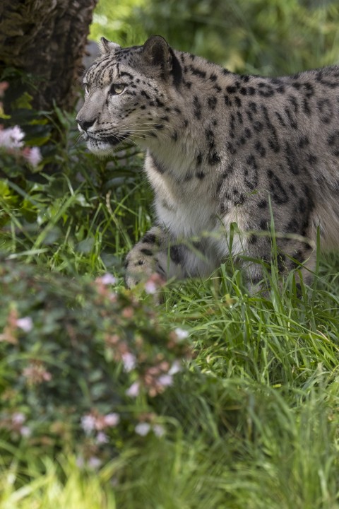 Anna the snow leopard stalks through the new brush and grasses of the Asian Leopard habitat. Biologists estimate there are less than 7,000 snow leopards left in their native habitat, scattered in small populations across rugged mountain ranges in 12 countries.