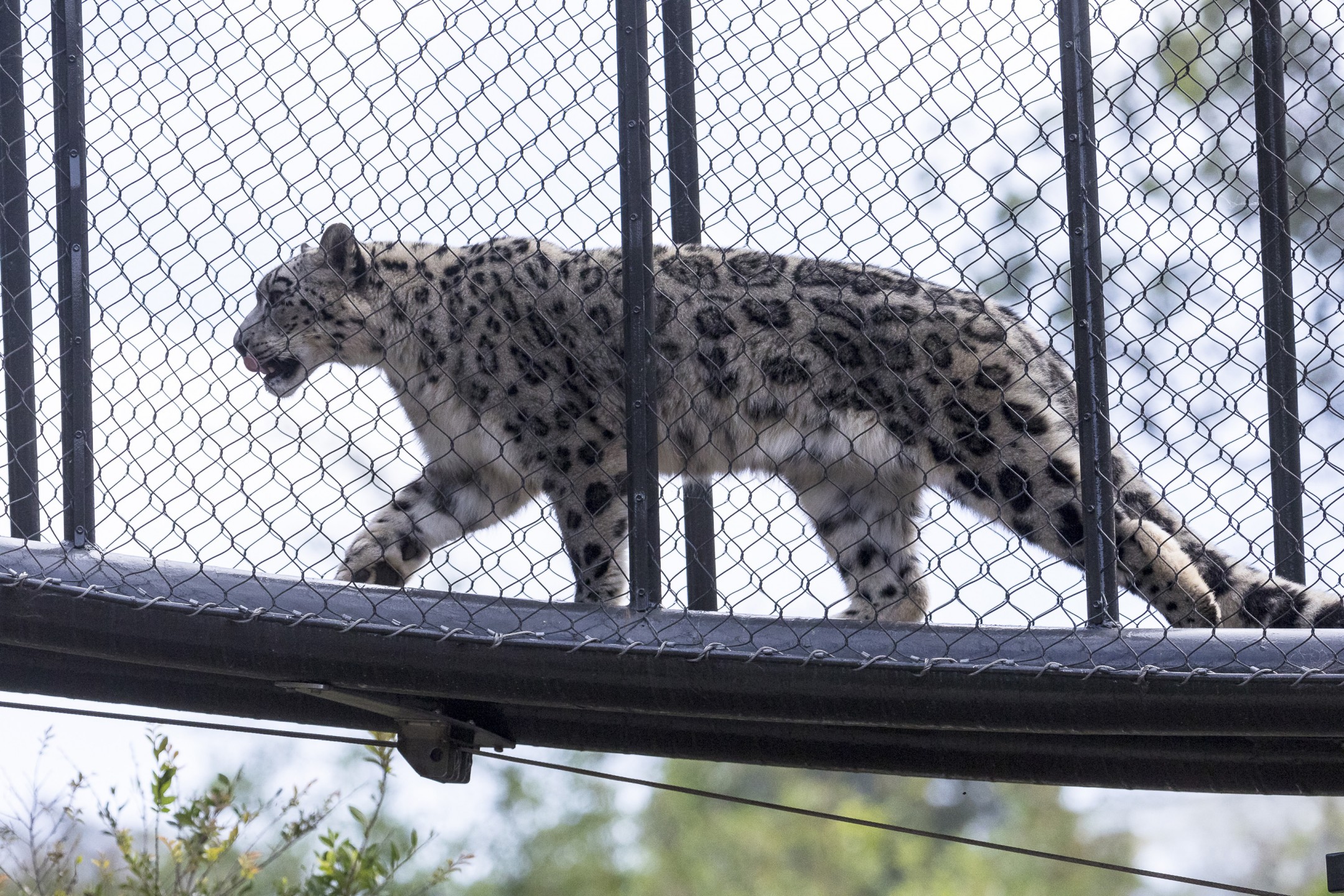 Snow leopard in the catwalk at Asian Leopards