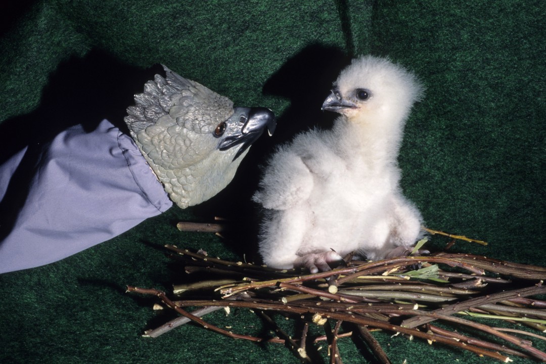 The harpy eagle, a species originally found from southern Mexico to northern Argentina, was in need of conservation help—its numbers were declining because of hunting and deforestation. The Peregrine Fund began a program to breed the birds for eventual release to their native habitat in 1989, and the San Diego Zoo joined the effort in 1991 with a breeding pair of the eagles. They produced one chick in 1992, but unfortunately it died before nine days of age. In 1994, the adult pair reproduced again, and the egg was taken to the Zoo's Avian Propagation Center for incubation and hand raising. The male chick hatched and thrived, and keepers used a harpy eagle hand puppet to feed and care for the chick, the same technique that had worked so well with California condors. This chick made avian history by being the first harpy eaglet successfully hatched and raised in a zoo in North America.