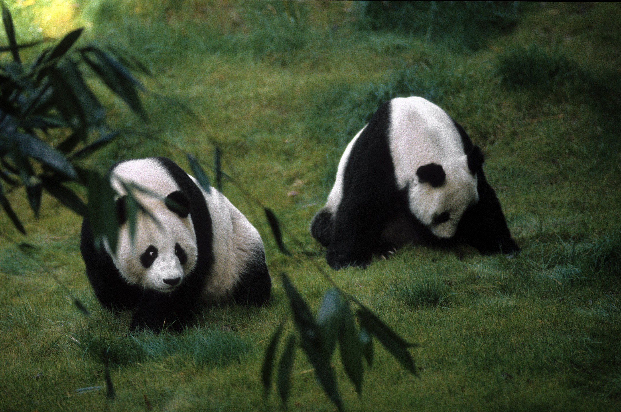 Bai Yun and Shi Shi, giant pandas