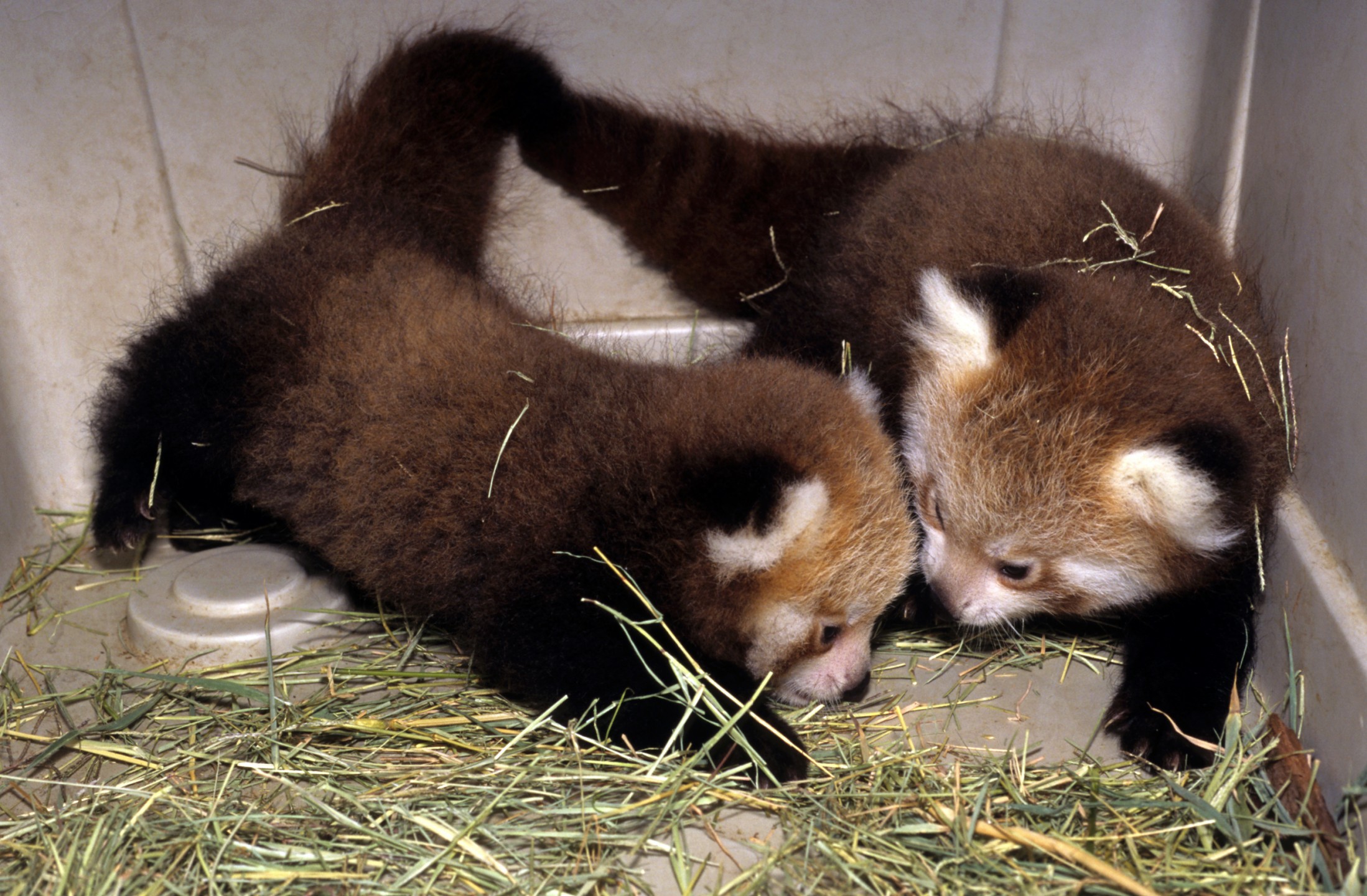 Red panda cubs