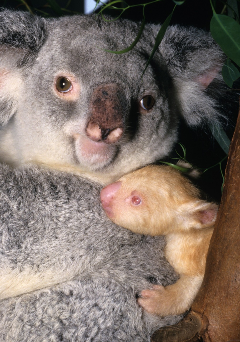 The Zoo's second albino koala was named Onya-Birri, meaning 