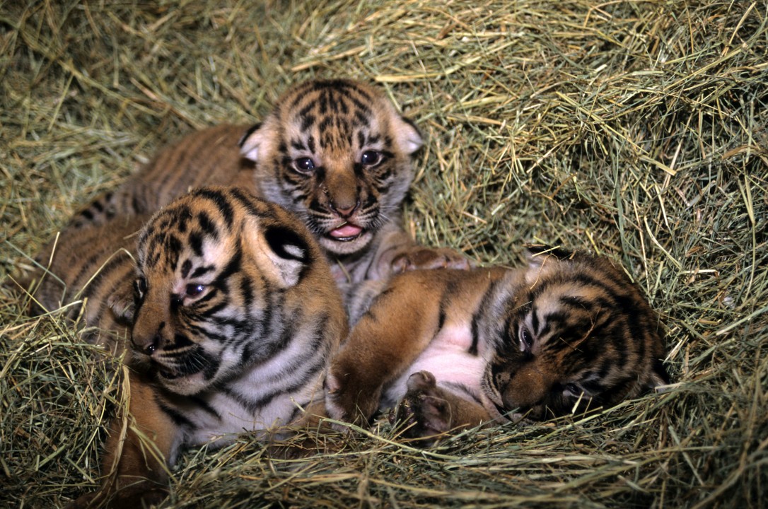 Malayan tiger cubs Sabah, Batu, and Baram were the purr-fect way to start of the summer at the Zoo's Tiger River in 1999.