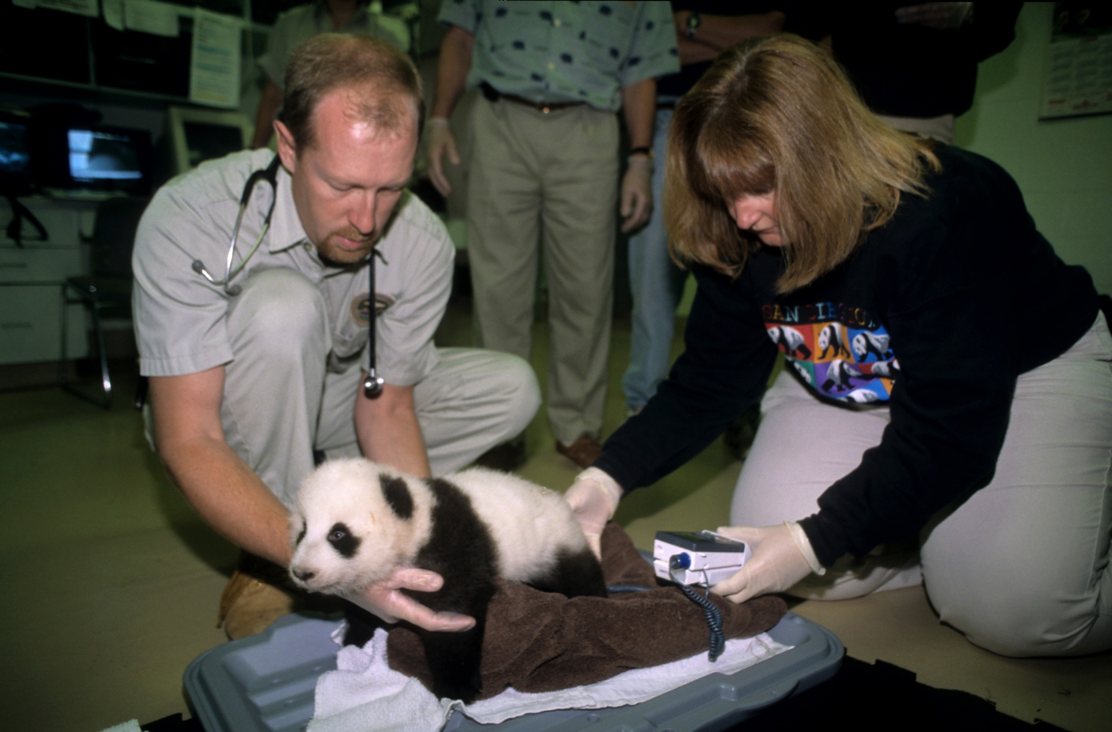 Panda cub Hua Mei has a regular check-up exam