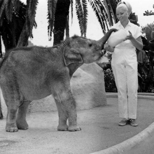 Carol, an Asian elephant, was one year old when she arrived. Her first home at the Zoo was the Children's Zoo, and she was named after Children's Zoo attendant Carol Hash, seen here, who helped raise the young calf. While fuzzy little Carol was made much of, in just a few years she would be having a much bigger impact on a much larger audience!