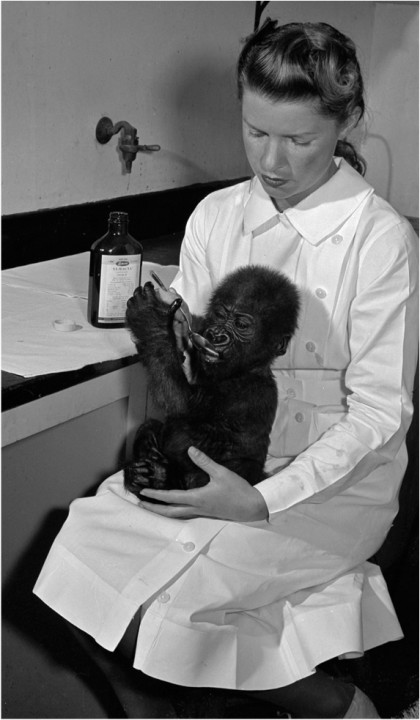 Edalee Orcutt, caregiver for three young gorillas, Albert, Bouba, and Bata, gives Albert a tonic.