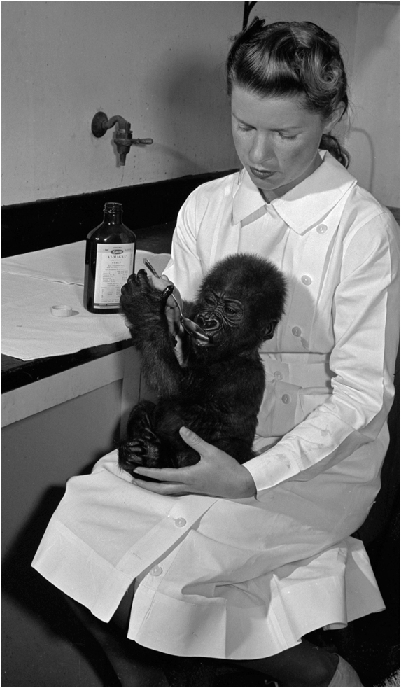 Edalee Orcutt with Albert gorilla