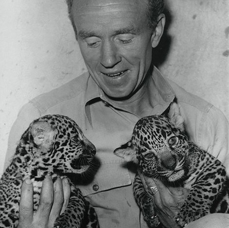 The birth of two male jaguar cubs put smiles on the Zoo staff faces in 1944. All went well for the first six weeks, but then for reasons unknown, the mom stopped caring for her cubs. Hungry and dirty, the brothers were taken to the Zoo’s hospital for care. After a thorough scrubbing, their first meal of ground meat, egg, and milk was gobbled with abandon. But with a full tummy at last, their natural instincts kicked in, and they became quite a handful! Veterinary hospital keeper Emily Burlingame took great pains to eventually gain their trust, so they could safely be handled. All the effort put forth to save and raise the young cats was more than worth it, however. They thrived, becoming sleek, graceful adults. Emily described them “…as tough as two boots, probably as fine a pair of cats as there is in the world!”