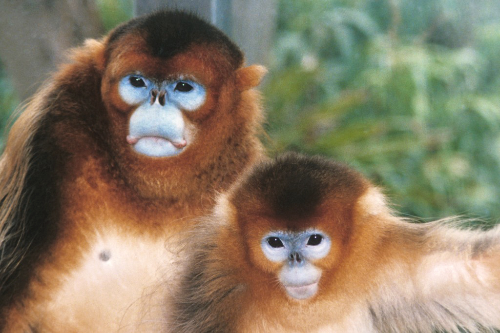 A pair of golden monkeys, the first ever in the Western Hemisphere, came on loan from China to the San Diego Zoo.