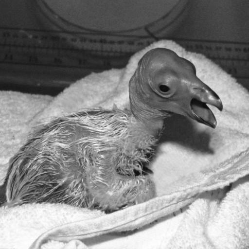 On March 30, 1983, the first California condor egg that had ever been in a zoo began to hatch. Everyone was excited but anxious as well—this chick, later named Sisquoc after the conservation area where his egg was collected, was more precious than gold. Keepers played tape recordings of vulture sounds and they tapped on the egg as condor parents would. Zoologist Cyndi Kuehler helped the chick break out of the shell, gingerly removing eggshell pieces to help him emerge. Then she heard him squawk—and she knew he was going to be okay. She recalled that, “I wish I could say I felt happy and exhilarated—but what I really think I felt was relief. I knew we were going to be able to hatch condors.”