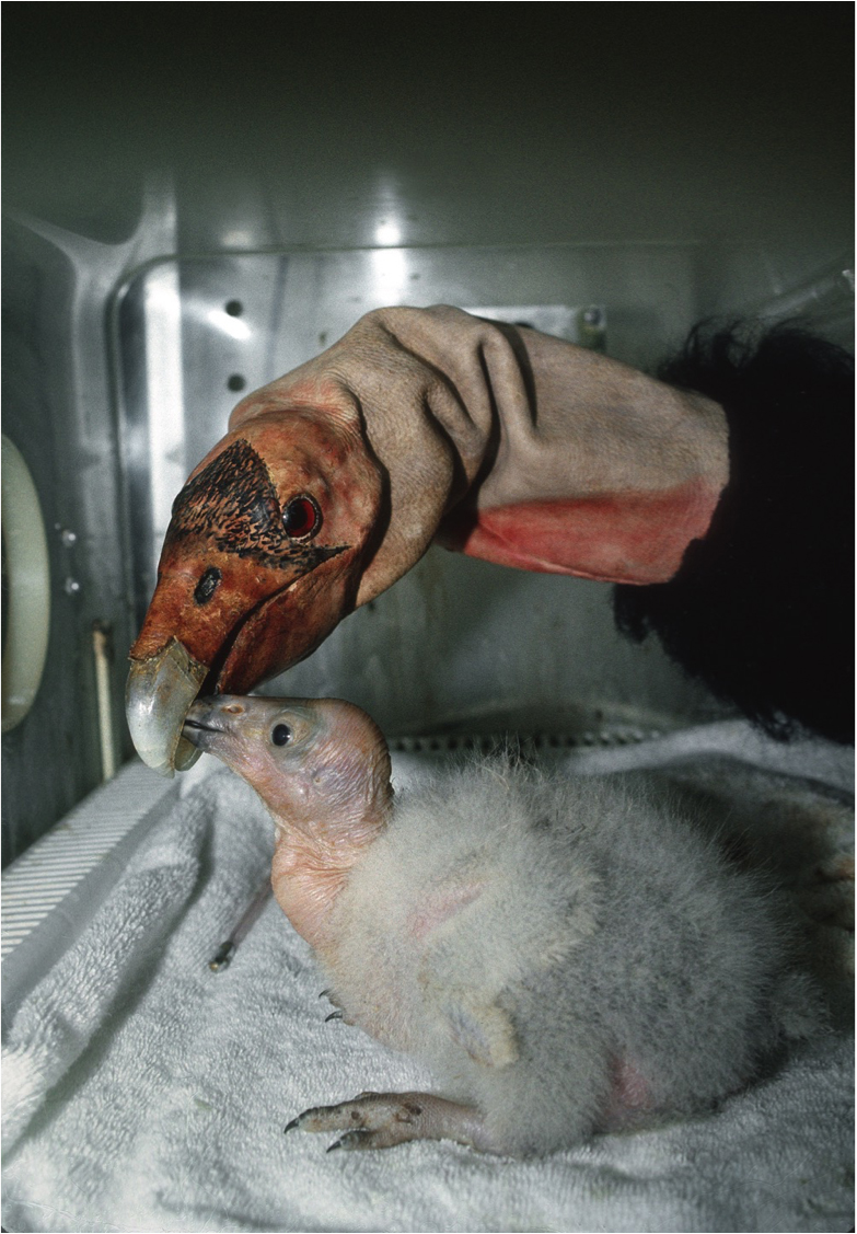Once Sisquoc, seen here, hatched at the San Diego Zoo's Avian Propagation Center, he was taken to the Wild Animal Park and raised at the Condorminium. Because the long-term goal was reintroduction, it was important to keep the condor chicks from imprinting on humans—but how could they feed the chicks without letting them see people? Enter the now-famous condor puppet! The keepers worked with a local artist to create a lifelike hand puppet with condor features, which could feed and interact with the chicks like a parent condor would. The keepers remained behind a black curtain or other obstacle so that the chicks only interacted with the puppet. This technique was actually first tried by bird keeper Bill Toone when he hand-raised two Andean condors in 1981, with great results.