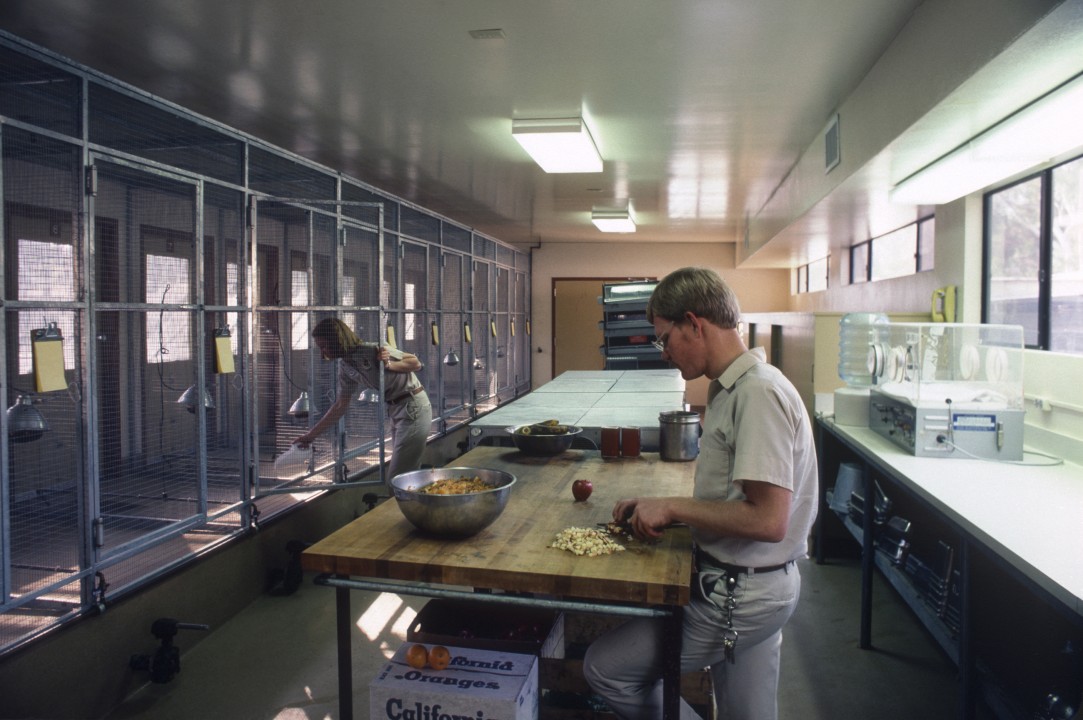 Bird keeper Phil Unitt prepares food in the Avian Propagation Center's brooder facility while bird keeper Pat Witman checks on 1 of the 12 indoor brooder enclosures. The APC keepers' daily routine includes: weighing eggs and chicks; turning eggs in incubators and candling eggs (holding them to a light source to check development); receiving and processing any new eggs coming into the APC; preparing diets; cleaning enclosures, food pans, and water dishes; checking on juvenile and adult birds; conferring with curators and veterinarians; and recording detailed records of all aspects of the facility.