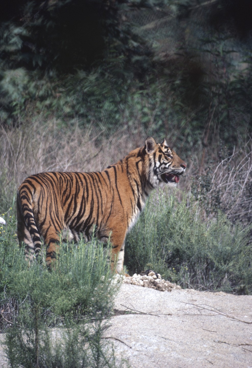 Sumatran tiger