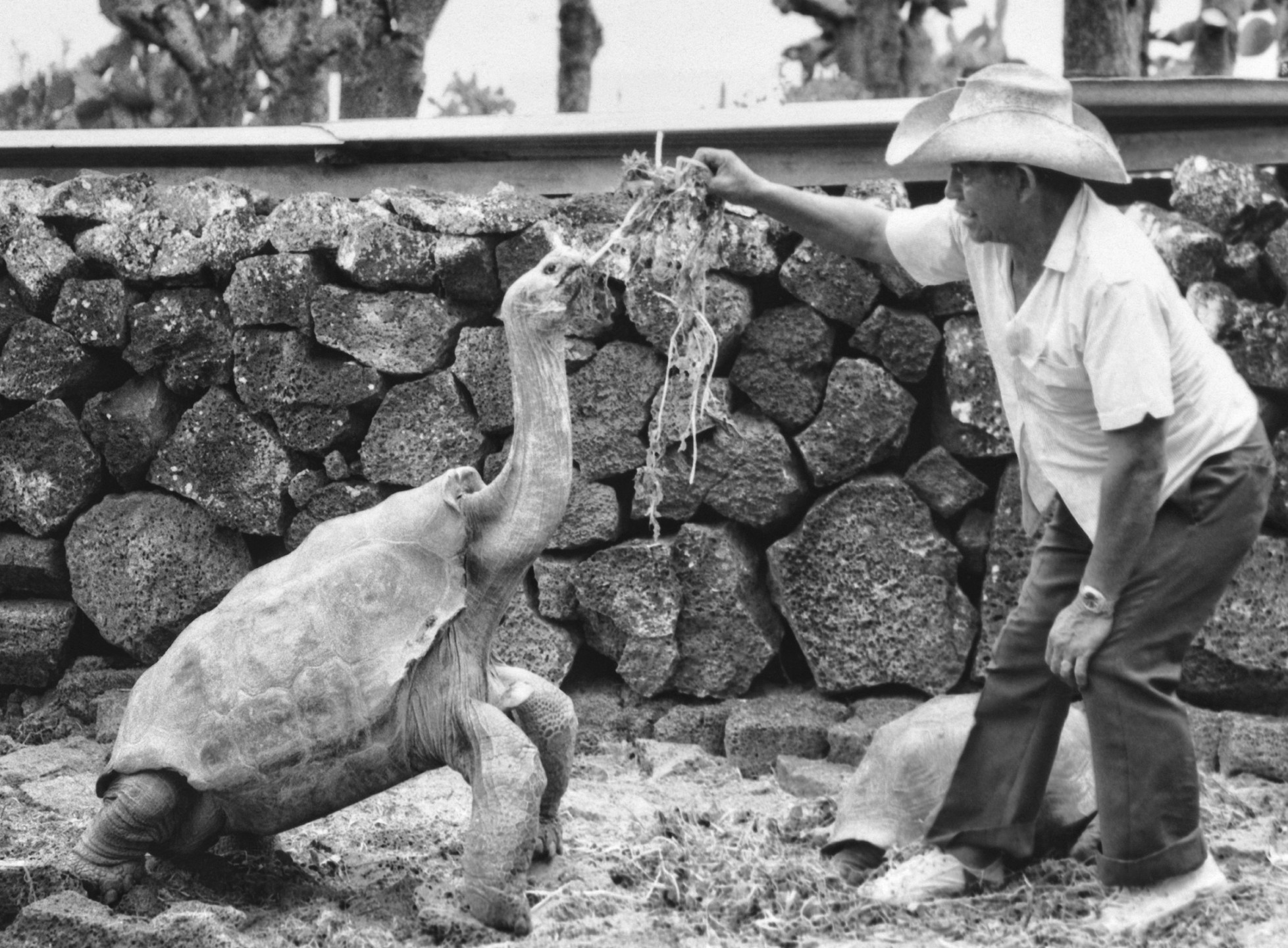 Diego the tortoise accepts some choice greens from a caretaker at the Charles Darwin Research Station in the Galápagos, where the tortoise returned to help the conservation effort after living at the San Diego Zoo for 44 years. Photo courtesy of Charles Darwin Research Station