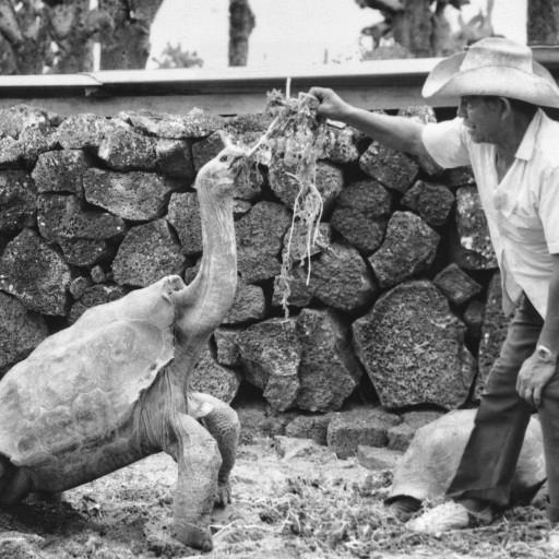 Diego the tortoise accepts some choice greens from a caretaker at the Charles Darwin Research Station in the Galápagos, where the tortoise returned to help the conservation effort after living at the San Diego Zoo for 44 years. Photo courtesy of Charles Darwin Research Station