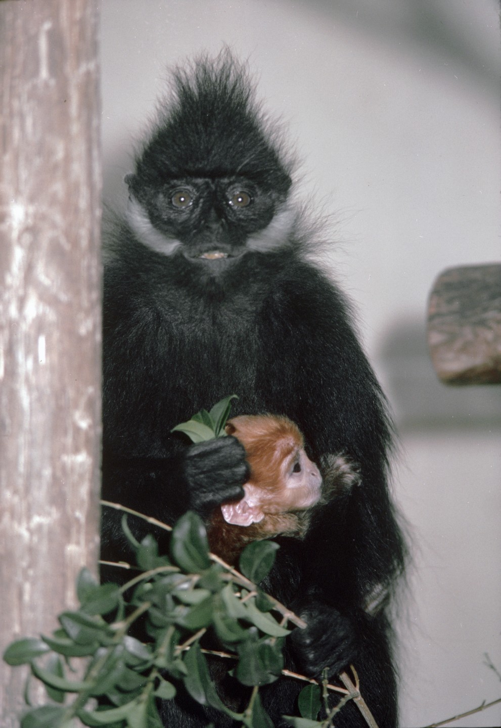 Francois langurs were another new species brought to the San Diego Zoo as a result of the growing relationship between San Diego and colleagues in Chinese zoos and the Ministry of the Environment in China. Four of these little-known primates, rarely seen outside of Asia, arrived at the Zoo in October 1981. During the routine arrival exam, veterinarians found that the adult female was pregnant, and in January 1981, the Zoo not only had another rare monkey species for visitors to see but also a brand-new baby—and a redhead, at that! It was interesting for guests to learn that in some monkey species, the offspring are a different color than the adults to stand out among the troop, and it was interesting for the Zoo staff to observe and record the progress of the pregnancy and the maternal behavior of their new resident.