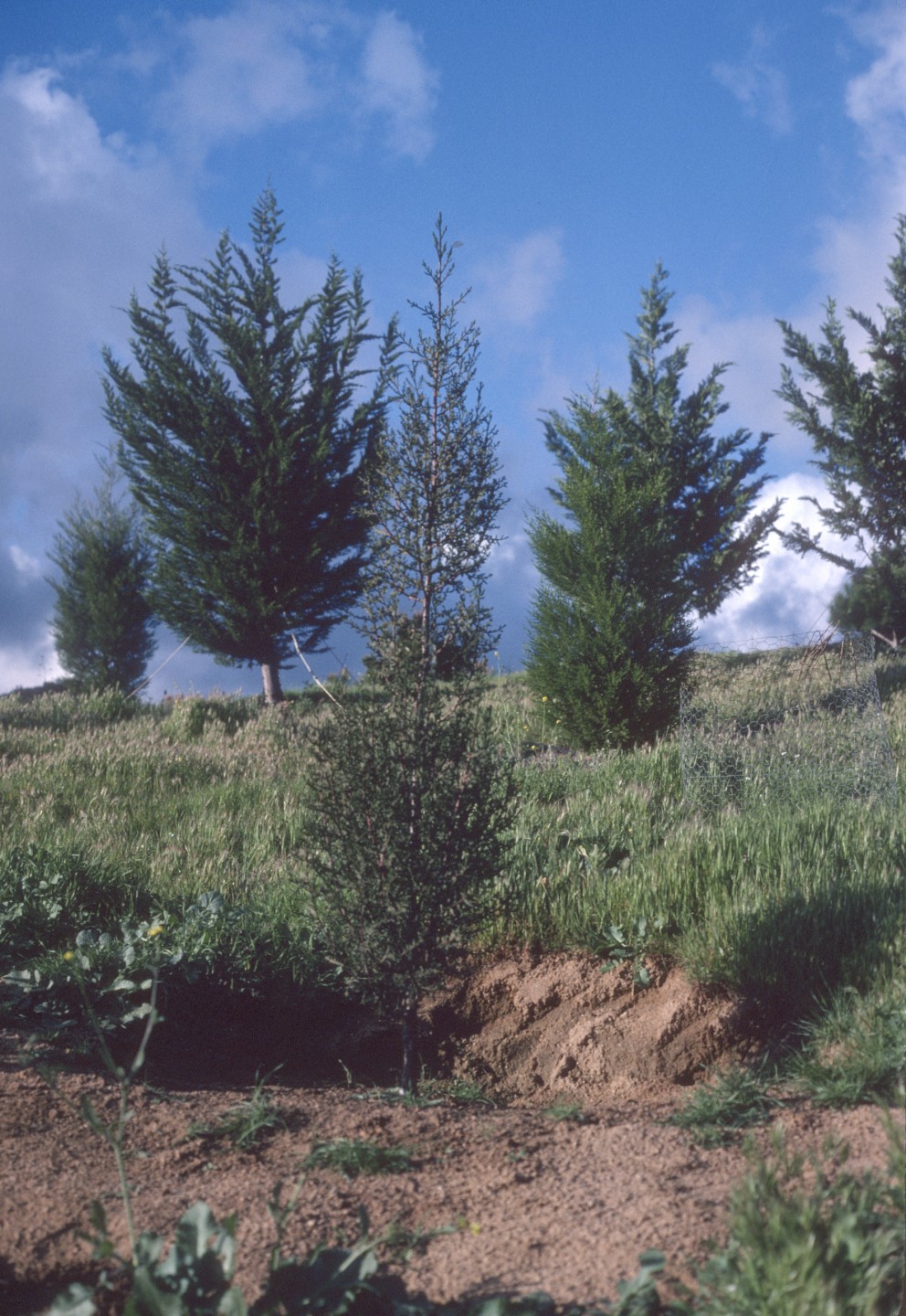 The desert cypress (foreground) was donated by Mr. and Mrs. Kenneth Taylor. They grew it from seed sent to them by a friend in Morocco, and came to the Wild Animal Park to plant it in the arboretum. There were less than 24 specimens of this tree species in the world in 1979, and this young tree in the arboretum was the rarest living thing at the Wild Animal Park at the time.